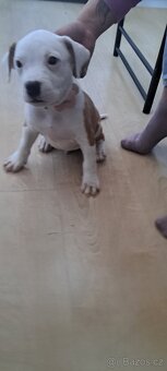 Americky stafordsky terier - 3