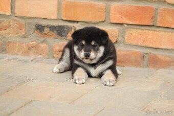 Shiba inu s PP - 3