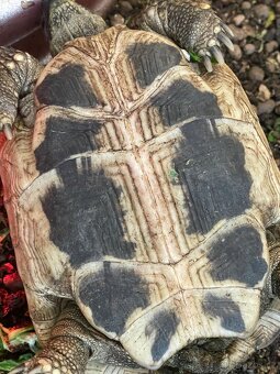 Suchozemská želva - 3