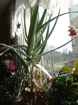 ALOE - 3