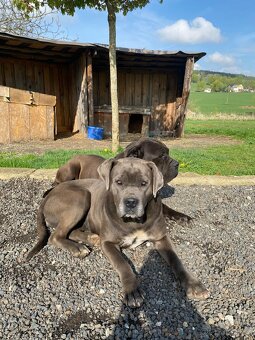 Fenka Cane Corso - 3