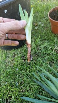 Aloe - 3