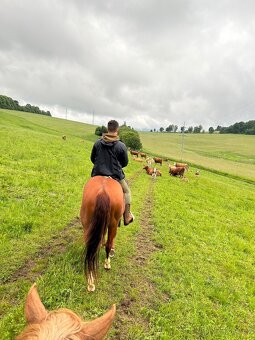 Qh klisna - 3