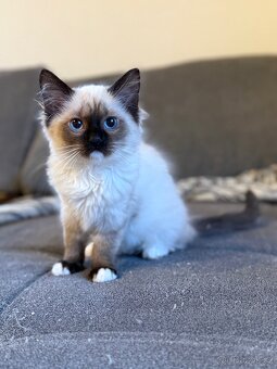 Ragdoll - 3