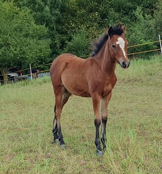 kobylka Welsh pony B - 3
