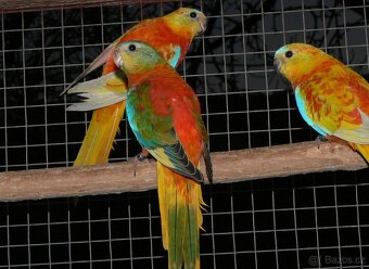 Neofema tyrkysová - 3