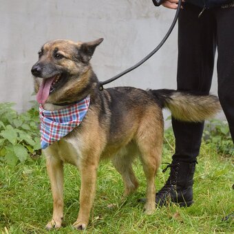 Raudi hledá domov - 3