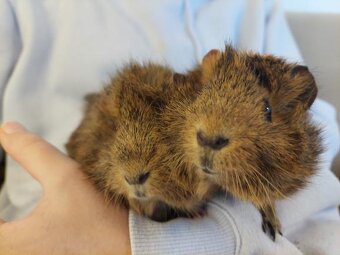 Prodám 2 morčata – samičky (2 roky, rozetové) - 3