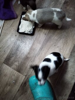 Prodám štěňátka čivavy - 3