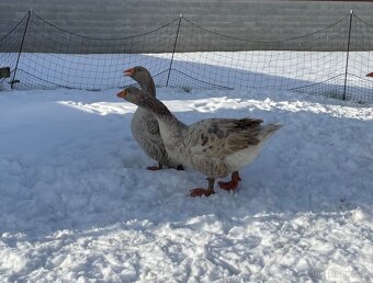 Chovný pár husy Cellské - 3