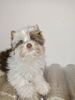 Jorkšírský teriér s pp - 3