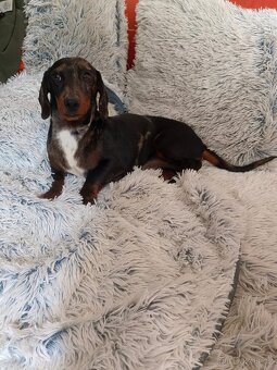 Jezevčík hladkosrstý trpasličí - 3