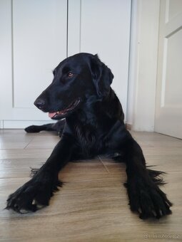 Flat coated retriever štěňata s PP - 3