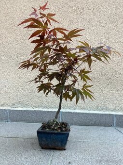 Bonsai, Bonsaj, japonský javor, skalky - 3