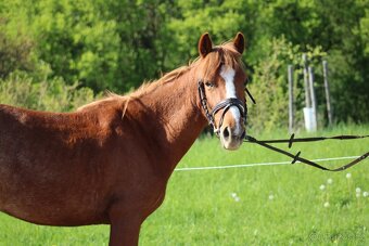 Pony kobylka - 3