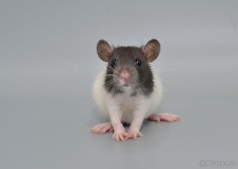 Potkaní mláďata s VP - 3