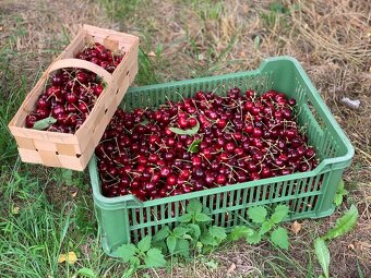 Třešně - 3