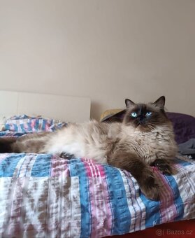 Ragdoll seal colorpoint - 3