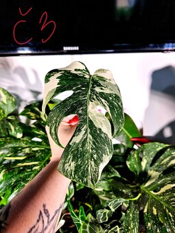 Monstera Albo - řízky od 200,- - 3