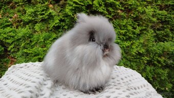 Zakrslý králík, králíček -(TEDDY)-OLIVIE - 3