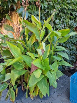 Canny- canna- kany - 3