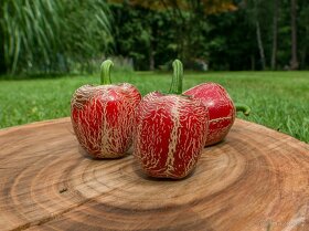 Chilli semena - Semínka chilli papričky • CERTIFIKOVANÁ • - 3