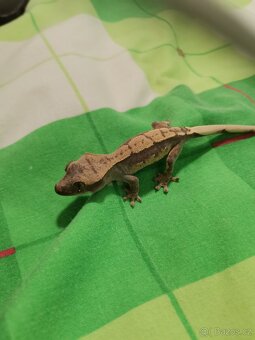 Pagekon řasnatý prodej - 3