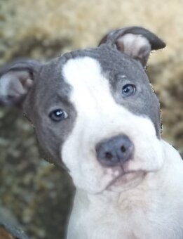 Americký stafordšírský teriér modrá št.s Rodokmenem - 3