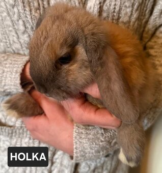 Zakrslý králík beránek - 3