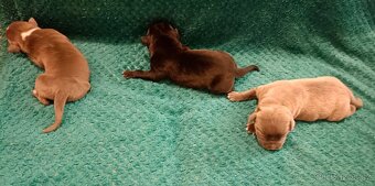 Americký stafordšírský teriér - 3