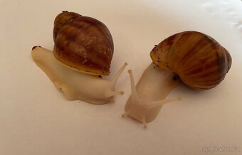 Archachatina- oblovka - 3