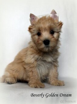 barevný jorkšírský teriér - Yorkshire Terrier - 3