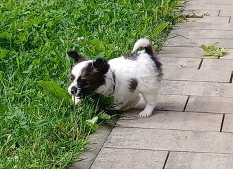 Papillonek - 3