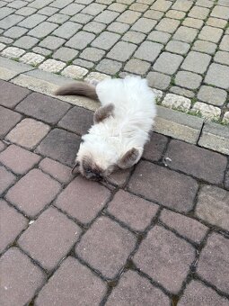 Kocour Ragdoll - 3