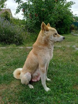 Štěňata Shiba Inu s krémovým zbarvením - 3