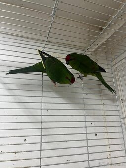 Kakariky - 3