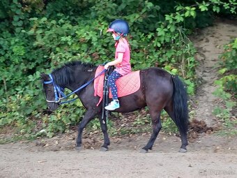 Černá kobylka pony - 3