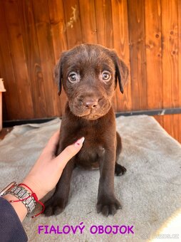 Labrador šteniatka - 3