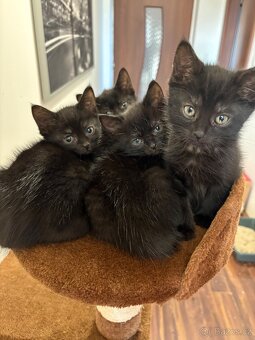 Darujeme poslední vymazlenou kočičku - 3