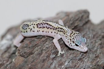 Gekončík noční - letošní mláďata - 3