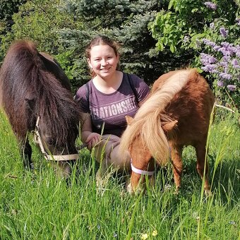 Pronájem pony - 3