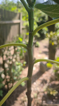 Prodám plodící fíkovník (č.39a), výška 100 cm - 3