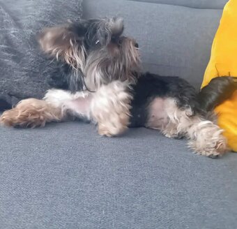 Jorkšírsky teriér - 3