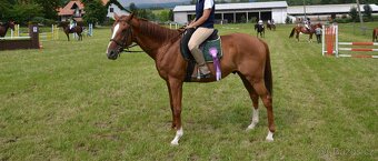 Prodám valacha A1/1 - 3