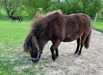 Na prodej: Mini Shetland hřebeček s plným původem - 3
