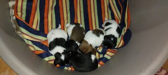 Jack Russell terier - 3