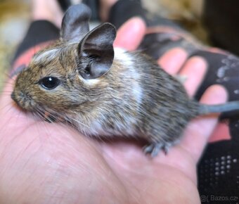 Osmák degu - 3