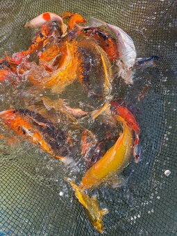 Kapr koi - 3