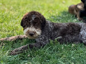 Lagotto romagnolo s PP - 3