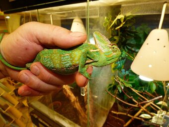 Chameleon jemenský - 3